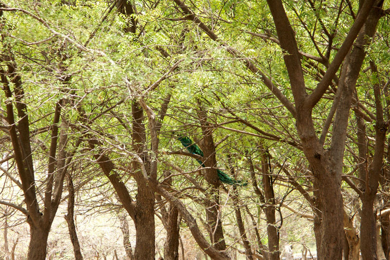 La Forêt des 29 - La seve contre le sang - Photo 4